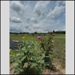 Plant at the field one season